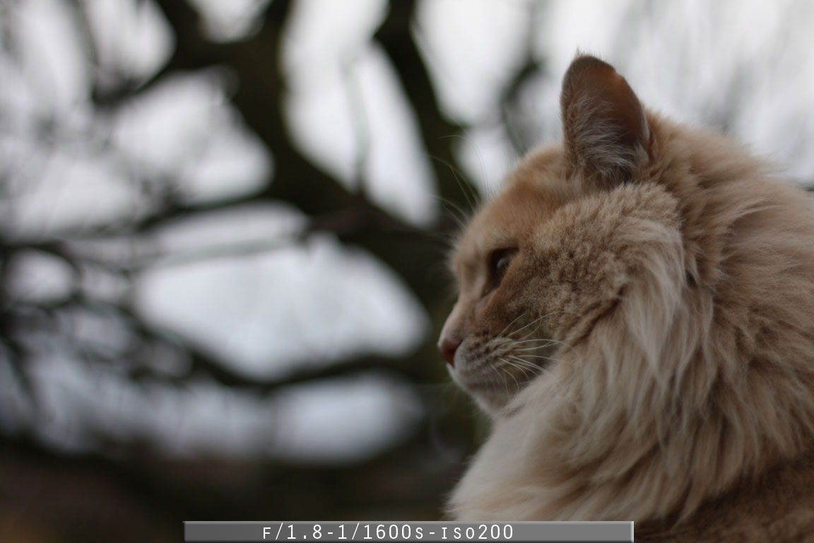 Recensione - Obiettivo Canon EF 50mm f/1.8 II f1.8 1600 iso200 - Recensione - Obiettivo Canon EF 50mm f/1.8 II