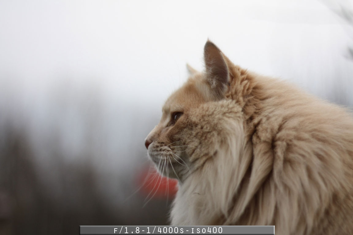 Recensione - Obiettivo Canon EF 50mm f/1.8 II f1.8 4000 iso400 - Recensione - Obiettivo Canon EF 50mm f/1.8 II