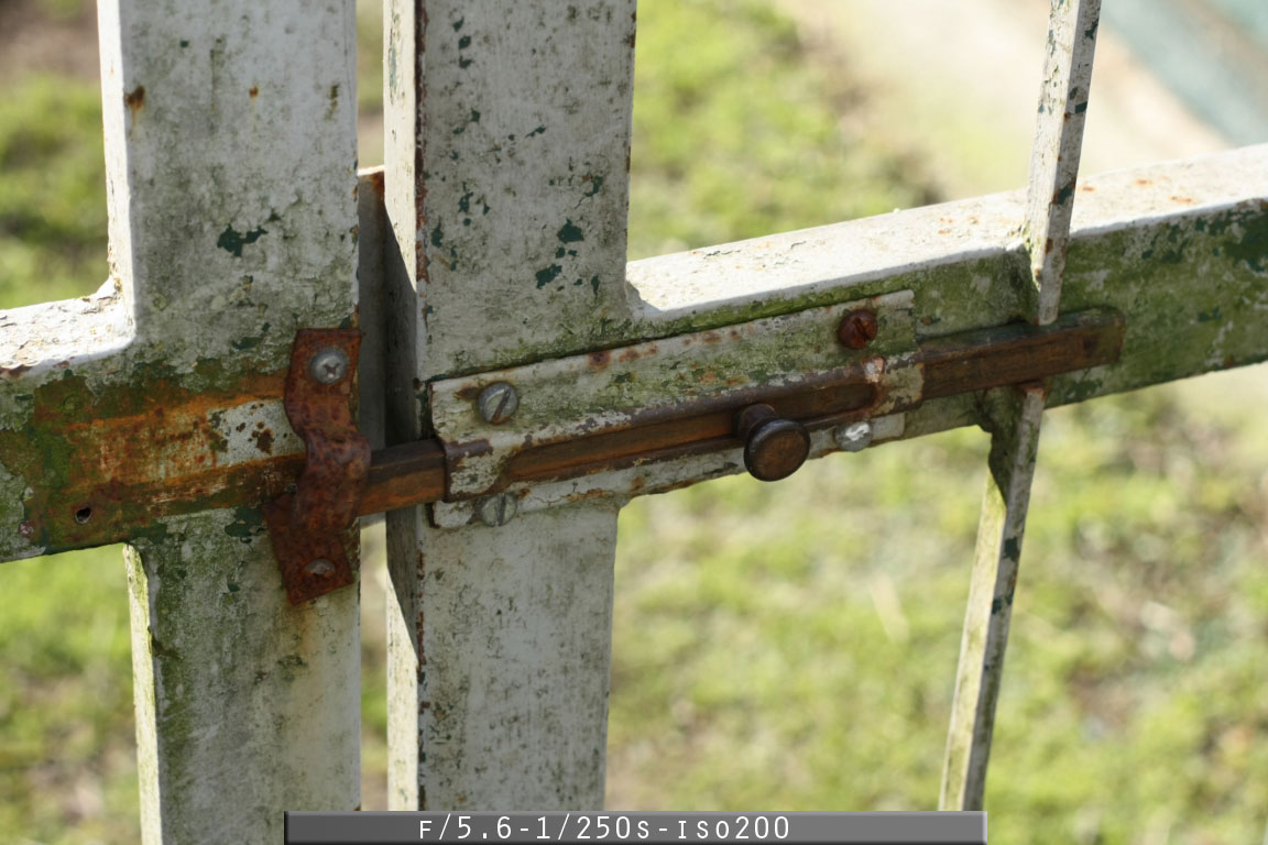 Recensione - Obiettivo Canon EF 50mm f/1.8 II f5.6 250 iso200 - Recensione - Obiettivo Canon EF 50mm f/1.8 II